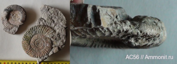 Perisphinctes