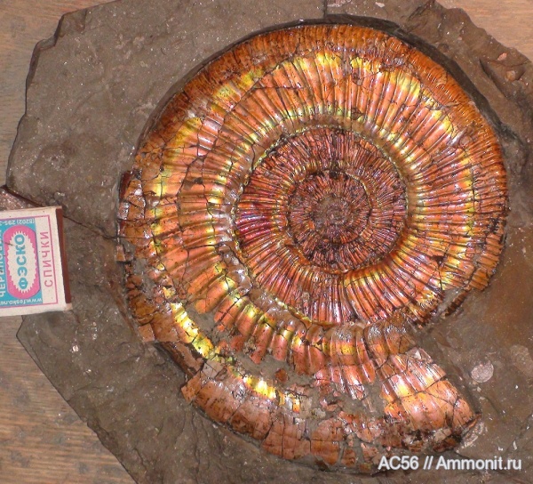 верхний оксфорд, Perisphinctidae, Dichotomoceras