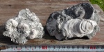 Polyptichites