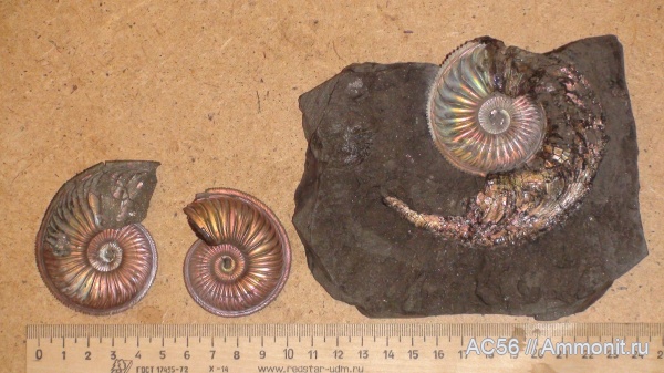 аммониты, юра, Amoeboceras, Amoeboceras alternoides, оксфордский ярус, зона и подзона alternoides