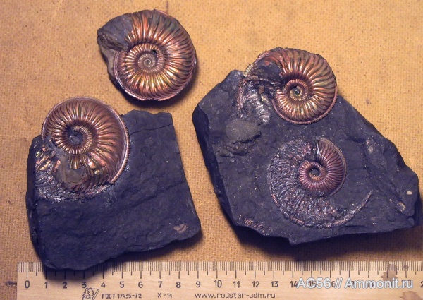 аммониты, оксфорд, Amoeboceras, зона Amoeboceras alternoides