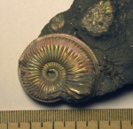 Amoedoceras newbridgense