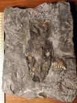 Coleoidea Geopeltis