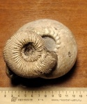 Kepplerites russiensis Mitta