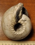 Cadoceras stupachenkoi Mitta