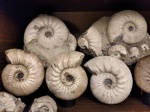 Kepplerites galilaeii и др.