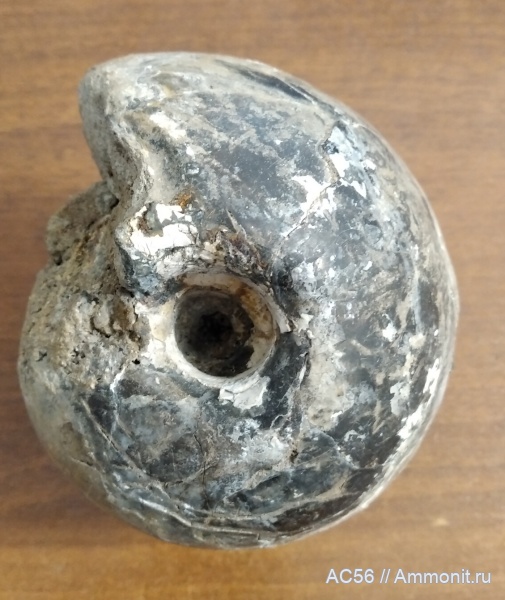 юра, нижний келловей, Kepplerites, зона gowerianus, слой curtilobus- galilaeii