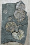 Микроконхи  Dichotomosphinctes и макроконх  Amoeboceras ( Prionodoceras).