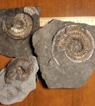 Микроконхи Amoeboceras ilovaiskii