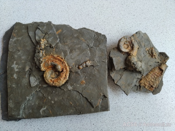 головоногие моллюски, нижний карбон, стешевский горизонт, Cycloceras, Nautiloidea, серпуховский ярус, Catastroboceras