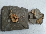Сatastroboceras, Cycloceras