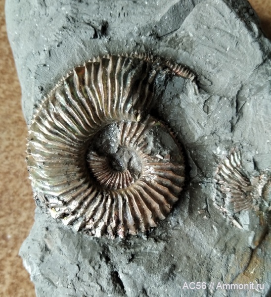 аммониты, юра, Cardioceratidae, Amoebites, Кимериджский ярус