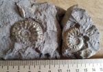 Cardioceras (Cawtoniceras) cawtonense