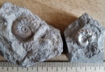 Cardioceras (Maltoniceras) brightoni  Arkell
