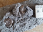 Cardioceras tenuiserratum (Opp.)