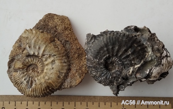 юра, Kosmoceras, средний келловей, Gulielmiceras, Ammonoidea, зона jason
