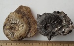 Микроконхи  (Gulielmiceras) от Kosmoceras (Gulielmites) jason