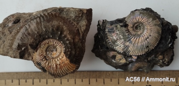 юра, келловей, Gulielmiceras, Ammonoidea, Callovian, Gulielmiceras gulielmii