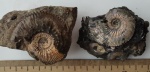 Gulielmiceras. Микроконхи от Kosmoceras (G.) medea