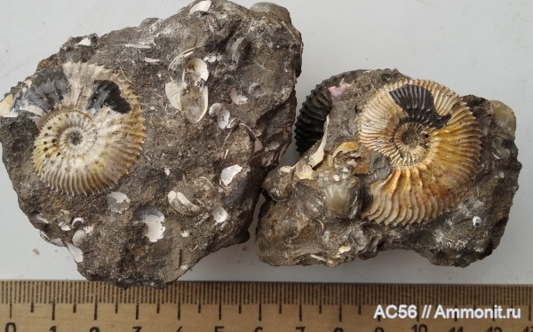 юра, нижний келловей, Gulielmiceras anterior, Gulielmiceras, Ammonoidea, Gulielmiceras gulielmii, зона сallowiense
