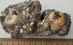 Микроконхи от Catasigaloceras enodatum