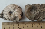 Gulielmiceras sp. и Gulielmiceras distans