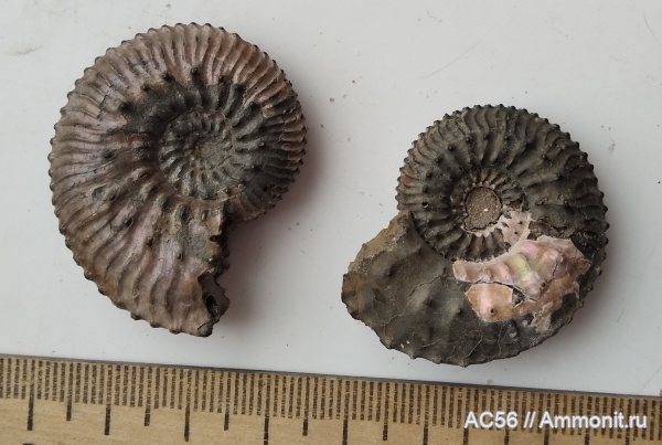 юра, Kosmoceras, средний келловей, Kosmoceras jason, Ammonoidea, зона jason