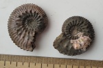 Микроконхи  от Kosmoceras