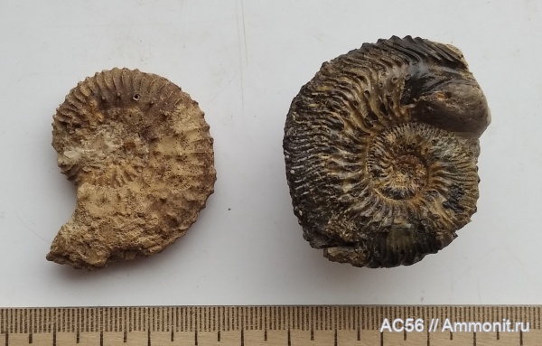 юра, Kosmoceras, келловей, Kosmoceras castor, Ammonoidea, Kosmoceras duncani, зона Coronatum