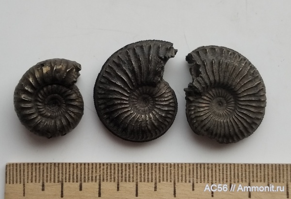 юра, Amoeboceras, Perisphinctes, Ammonoidea, оксфордский ярус, Amoeboceras regulare
