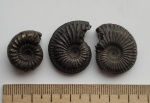 Исторические Amoeboceras и Peresphinctes
