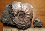 Prionodoceras  ilovaiskii , Amoeboceras ilovaiskii ( M. Sok.)