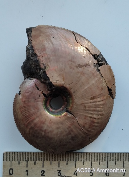 Cardioceras