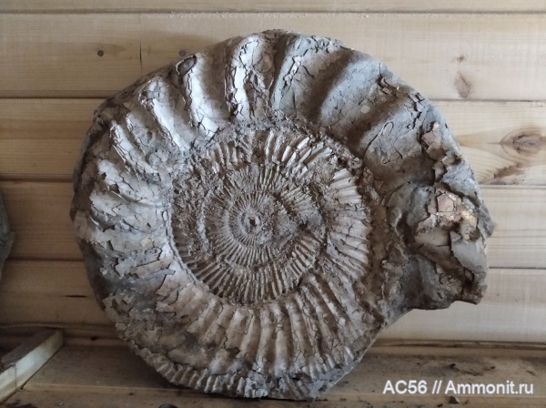 аммониты, юра, Perisphinctes, оксфордский ярус, зона  alternoides