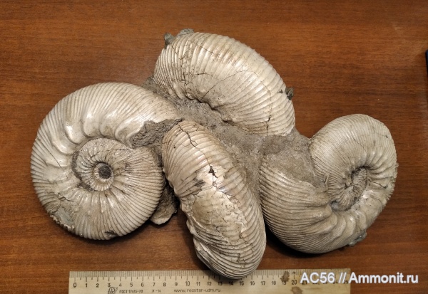 аммониты, юра, келловей, Kepplerites, зона gowerianus