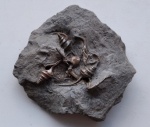 Bicorempterus