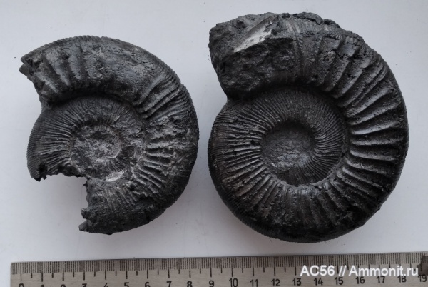 юра, волжский ярус, зона Dorsoplanites panderi, поздняя юра