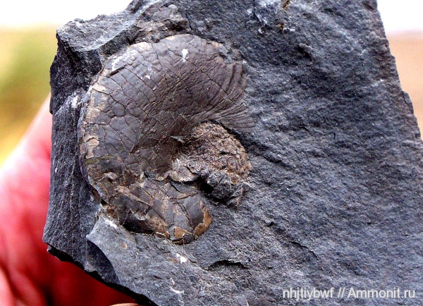 аммониты, юра, оксфорд, кимеридж, Крым, Phylloceratina, Adabofoloceras