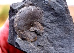 Adabofoloceras