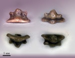 Anachronistidae