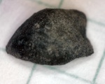 Gonatocheilus.