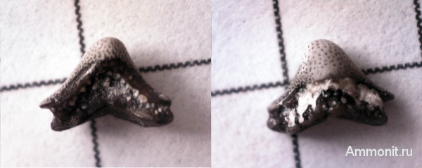 нижний карбон, Chondrichthyes, Helodus, Holocephali, зубы рыб, Заборье, fish, teeth
