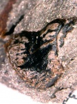 Зубная пластина Platyxystrodus, Заборье