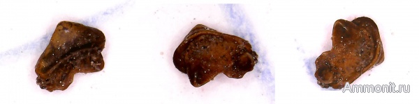 карбон, рыбы, нижний карбон, Chondrichthyes, Venustodus, зубы рыб, Заборье, fish, teeth