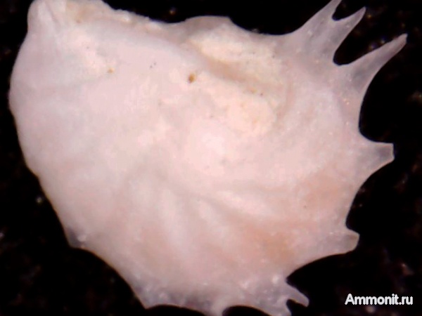 эоцен, одноклеточные, фораминиферы, Foraminifera, Волгоград
