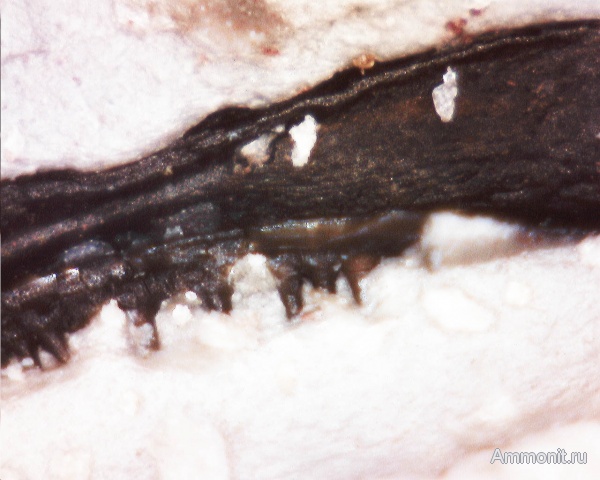 рыбы, нижний карбон, стешевский горизонт, Palaeonisciformes, челюсти, зубы рыб, Palaeonisci, Заборье, палеониски