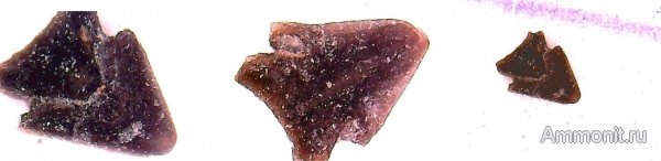 юра, оксфорд, кимеридж, Крым, ринхолиты, Akidocheilus