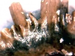 Ctenacanthiformes