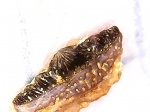 Mesodmodus, Гжель