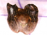 Bransonella,  Гжель.